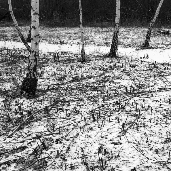 _MG_1931.jpg