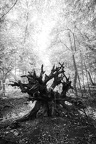 Biodiversitet