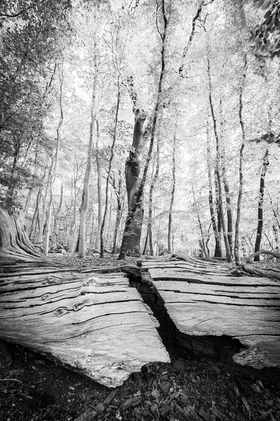 _MG_2363.jpg